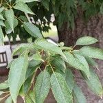 Handroanthus heptaphyllus Folha