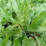 Rumex obtusifolius ഇല