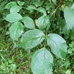 Staphylea trifolia Leaf