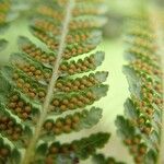 Cyathea cicatricosa Φύλλο