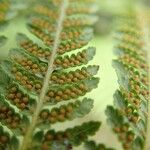 Cyathea cicatricosa