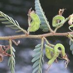 Aeschynomene elaphroxylon फल