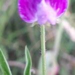 Lathyrus hirsutus Kvet
