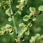 Rumex acetosa Ffrwyth