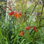 Crocosmia x crocosmiiflora Flor