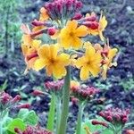 Primula bulleyana Flower