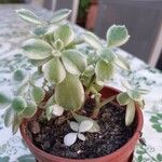Cotyledon tomentosa Hoja