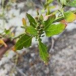 Chenopodium albumBlatt