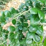 Sophora tomentosa Leaf