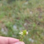 Euphrasia pectinata ফুল