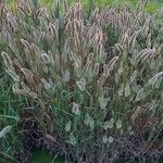 Polypogon monspeliensis Blad