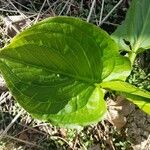 Symplocarpus foetidus Leaf