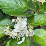 Crataegus crus-galliFloare