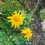 Arnica montanaFlower