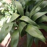 Aspidistra elatior 葉