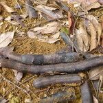 Bobgunnia fistuloides Fruto