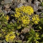 Senecio tamoides Habitus