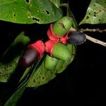 Ocotea dendrodaphne Fruto