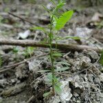 Lythrum thesioides