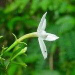 Jasminum simplicifolium Floro