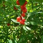 Daphne mezereum Fruit