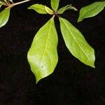 Terminalia amazonia Hoja