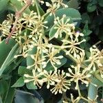 Cissus rotundifolia Vaisius