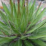 Agave filifera Leaf