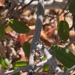 Frangula californica Bark