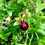 Ophrys sphegodes Flor