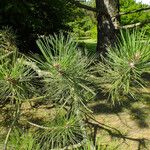 Pinus thunbergiiBlad