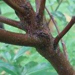 Cornus capitata Coajă