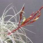 Tillandsia utriculata