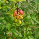 Berberis vulgaris Plod