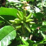 Mkilua fragrans Fruit