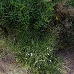 Limonium multiforme Flower