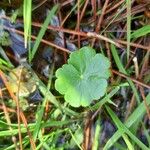 Hydrocotyle ranunculoides Leaf