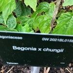 Begonia × chungii