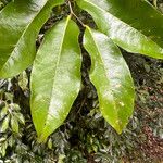 Huberantha nitidissima Leaf