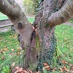 Prunus sargentii Bark