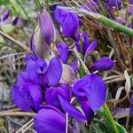 Polygala microphylla Fiore