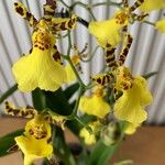 Oncidium altissimumBlüte