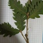 Quercus pubescens Blad