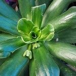 Lewisia cotyledon Hoja