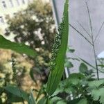 Setaria verticillataFlower