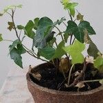 Hedera canariensis 葉