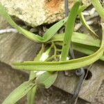 Cyrtorchis aschersonii Leaf