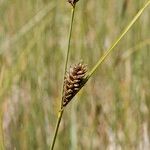 Carex lasiocarpa Froito