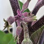 Solanum melongena Flower