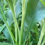 Solidago rigida Cortiza